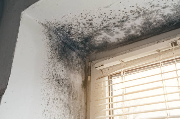 Affordable Mold Remediation solutions in Pembroke, VA